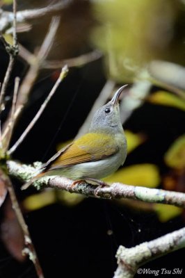 (Aethopyga temminckii)Temminck's Sunbird ♀