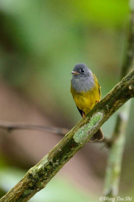 (Culicicapa ceylonensis) Gray-headed Canary Flycatcher