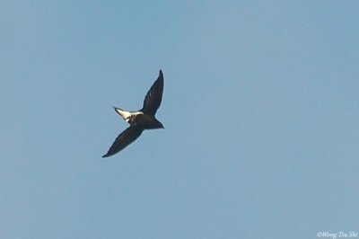 (Hirundapus giganteus giganteus) Brown-backed Needletail