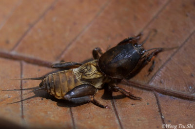 <i>Gryllotalpa sp.</i> <br /> Mole Cricket