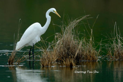 (Ardea modesta) Eastern Great Egret