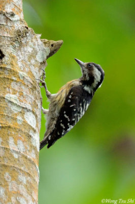 (Picoides canicapillus)Grey-capped Pygmy-woodpecker