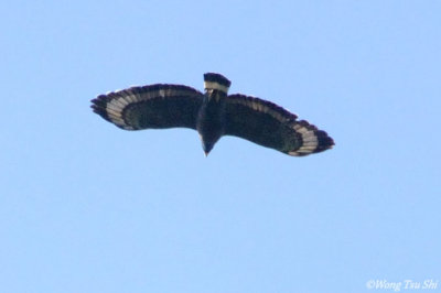 (Spilornis kinabaluensis)*Kinabalu Serpent Eagle