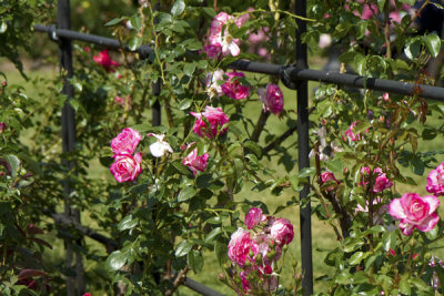 g4/77/588477/3/135685469.OKn4jkNP.jpg