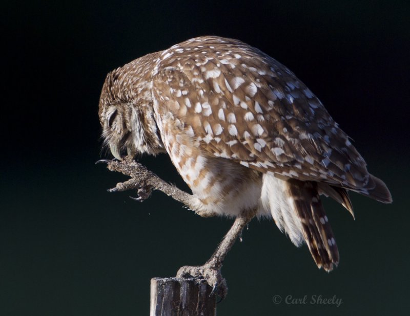 Burrowing Owl2529.jpg