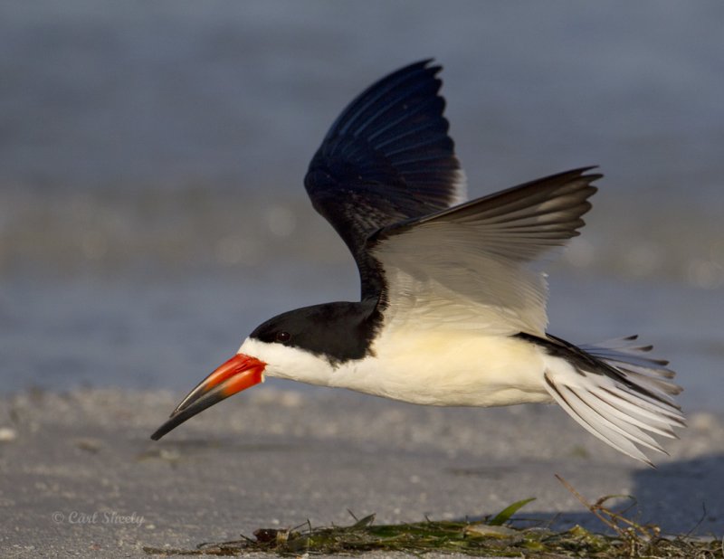Black Skimmer2193.jpg