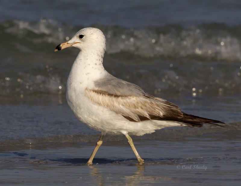 Ring-billed Gull2295.jpg
