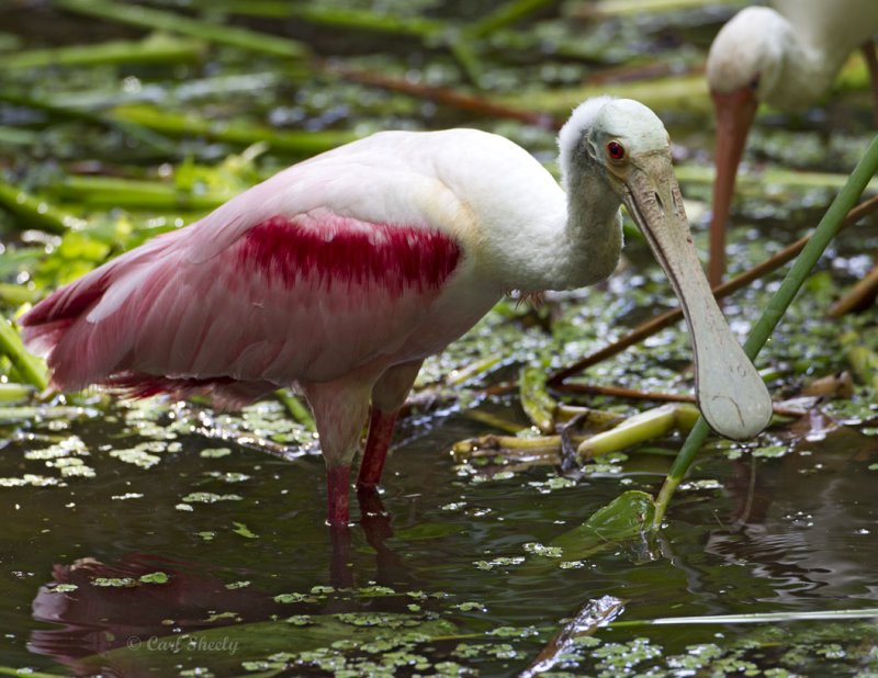 Roseate Spoonbill2403.jpg
