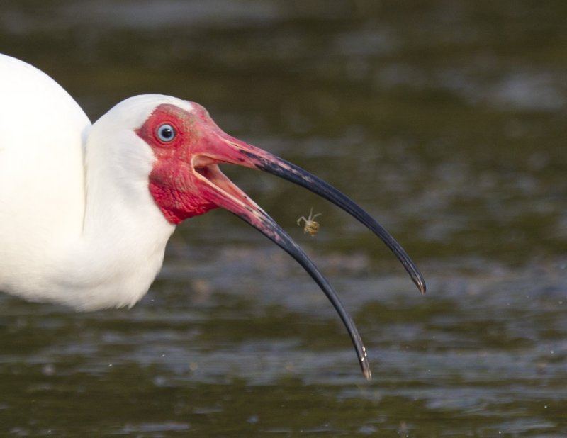 White Ibis1927.jpg