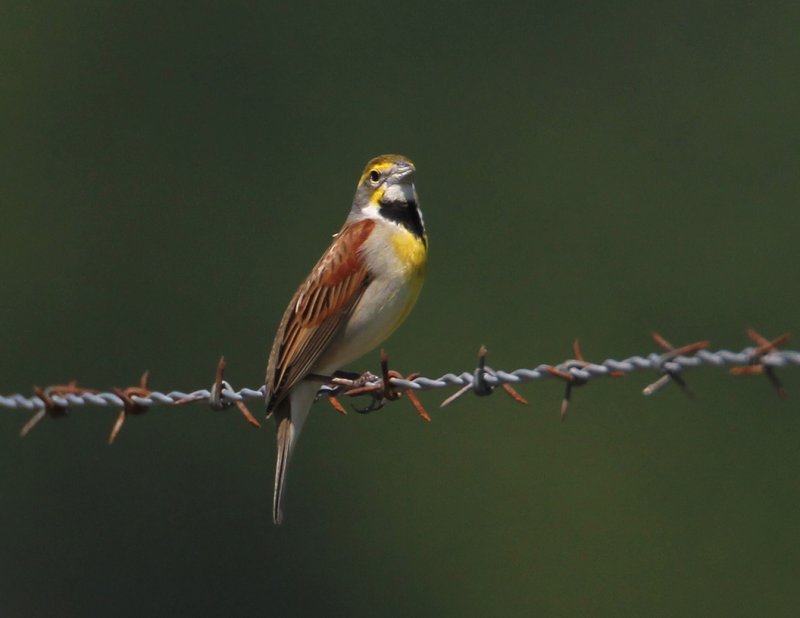 Dickcissel3725.jpg