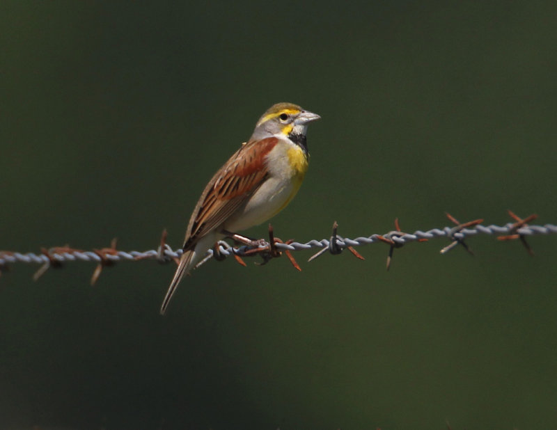 Dickcissel3727.jpg