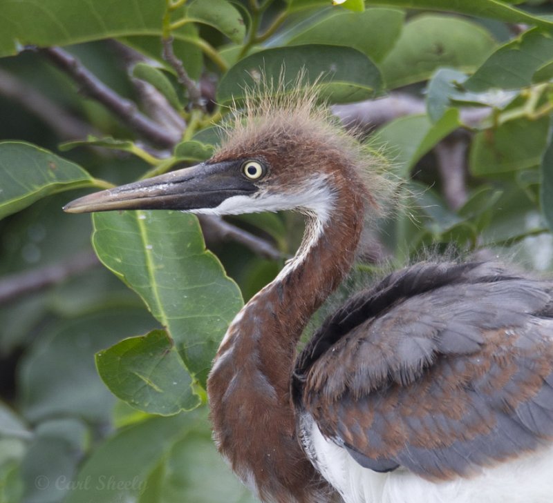 Tricolored Heron3605.jpg