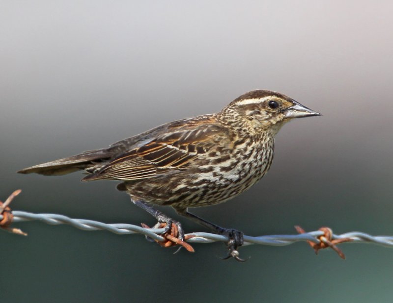 Red-winged Blackbird3886.jpg