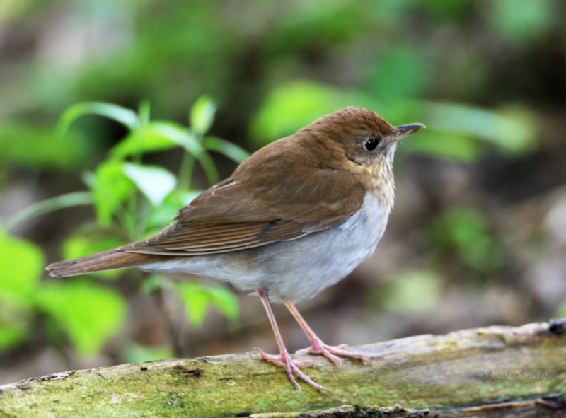 Veery4050.jpg