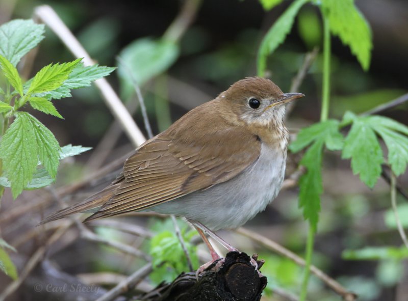 Veery4071.jpg