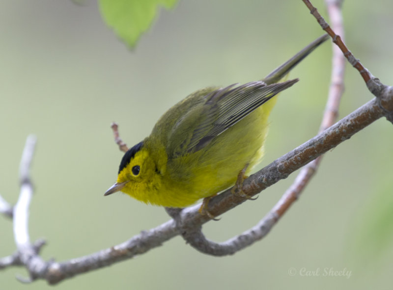 Wilsons Warbler4293.jpg