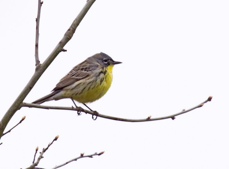 Kirtlands Warbler4530.jpg
