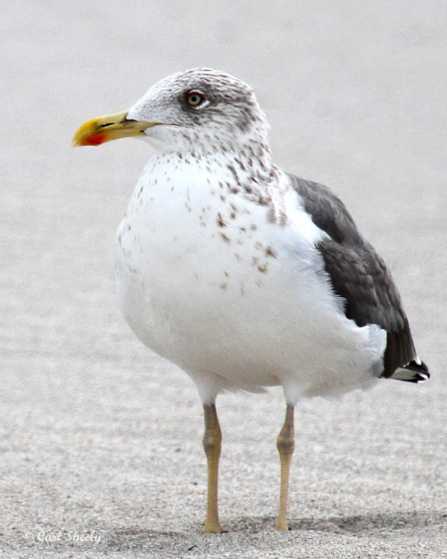 Lesser Black-backed Gull-2.jpg