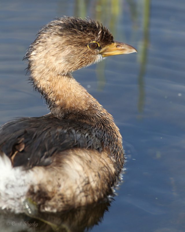 Pied-billed Grebe-5.jpg