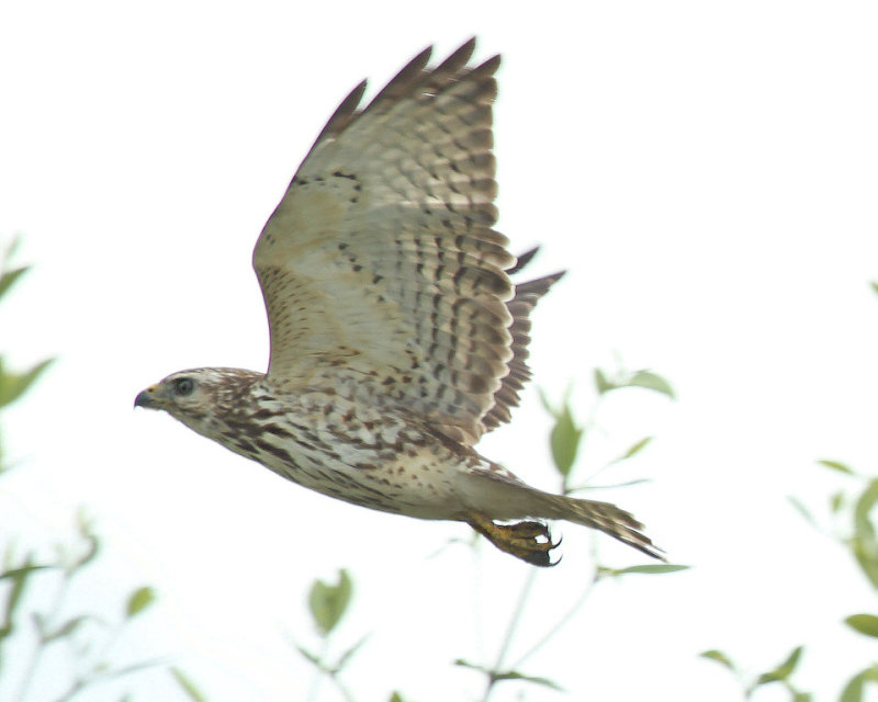 Broad-winged Hawk-8.jpg