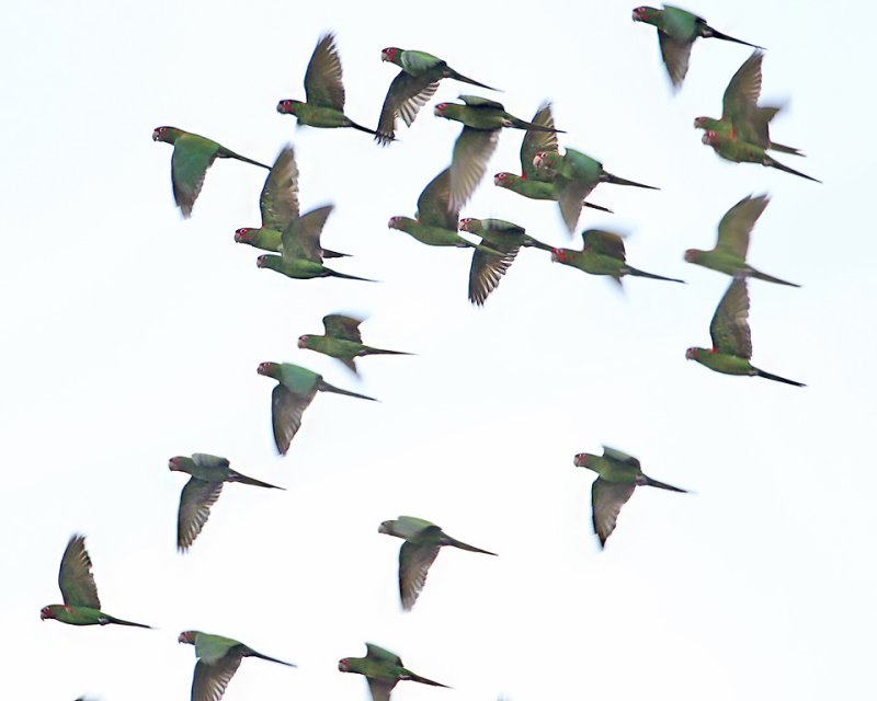 Mitred Parakeets.jpg