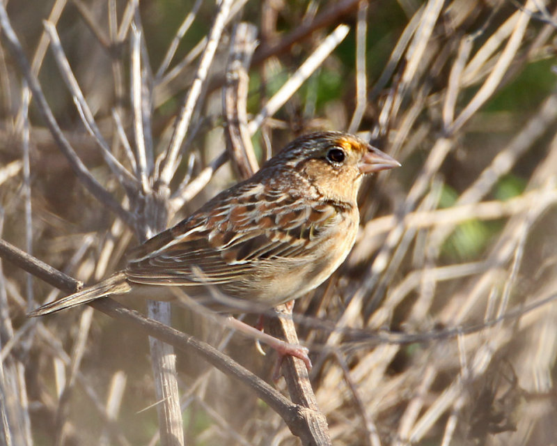 Grasshopper Sparrow_5.jpg
