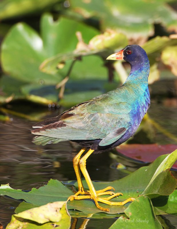 Purple Gallinule-7.jpg