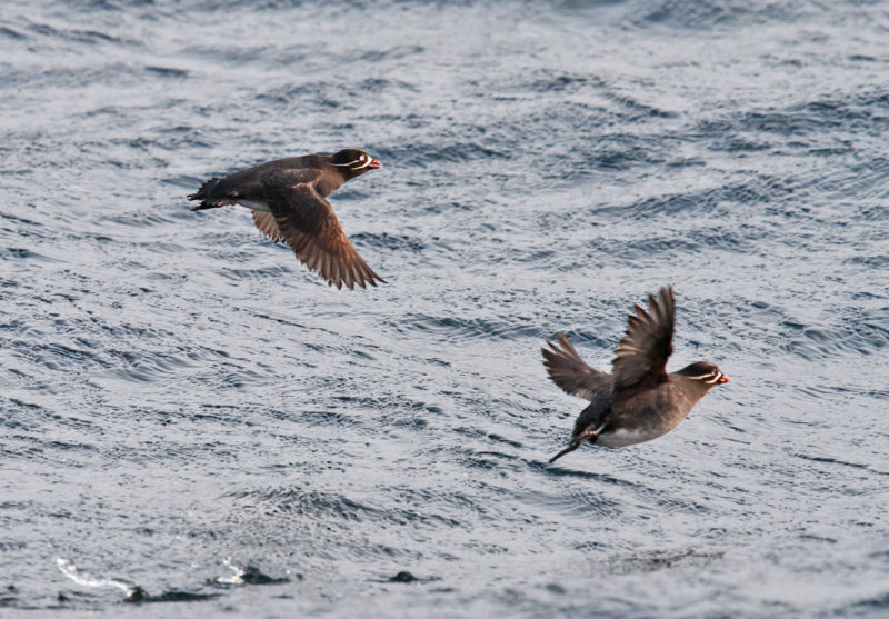 Whiskered Auklets.jpg