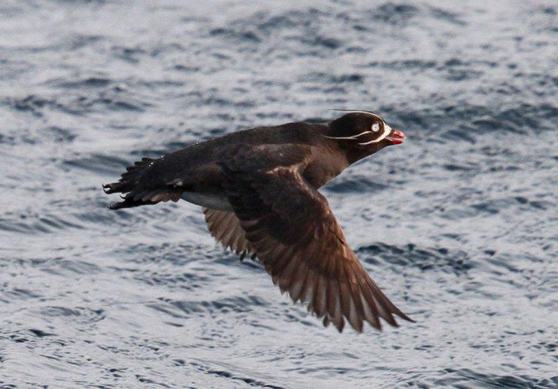 Whiskered Auklet-12.jpg