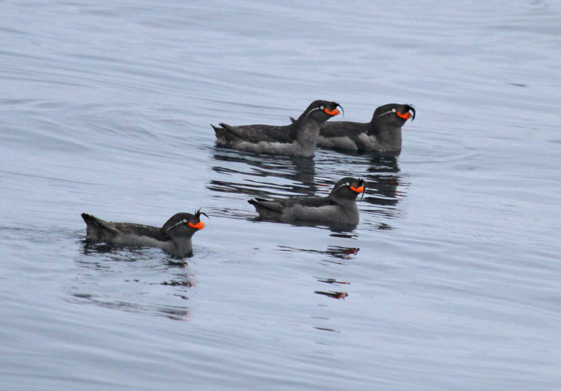 Tufted-Auklets.jpg