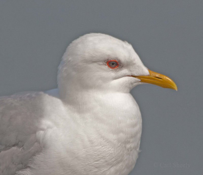 Mew Gull-1443.jpg