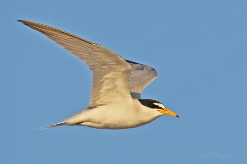 Least Tern-11.jpg