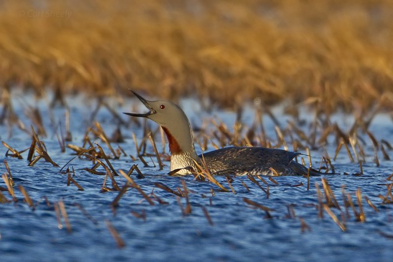 Red-throated Loon-1 7-11.tif
