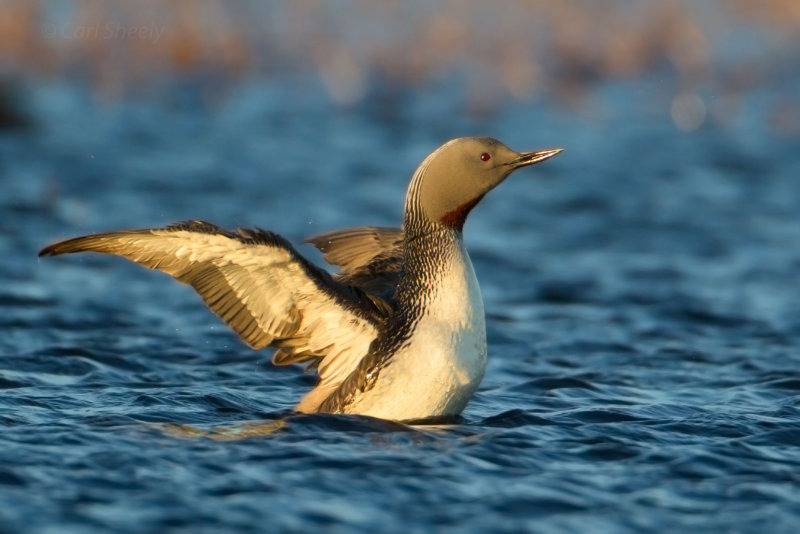 Red-throated-Loon-2-7-11-w.jpg
