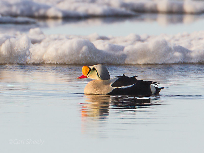 King-Eider-and-Ice-w.jpg