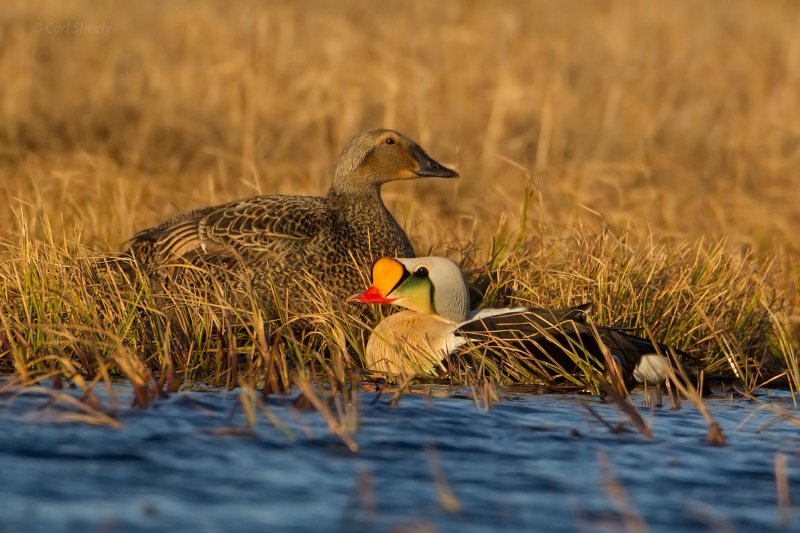 King-Eider-Pair-7-10-w.jpg