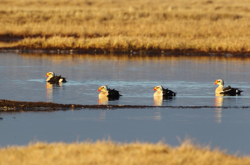 King-Eider-stag-party-7-4-w.jpg