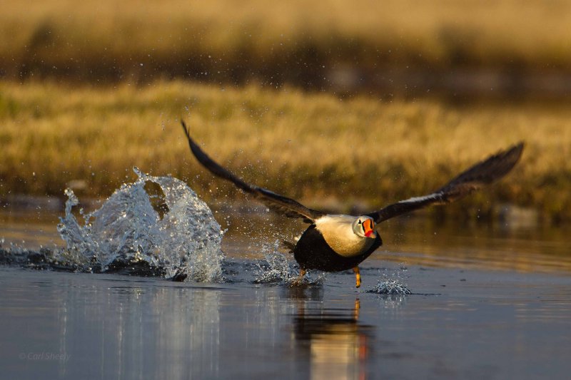 King-Eider-Takeoff-7-7-w.jpg