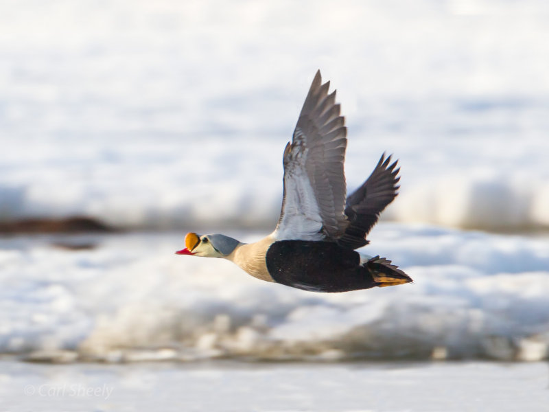 King-Eider-wings-up-7-4-w.jpg