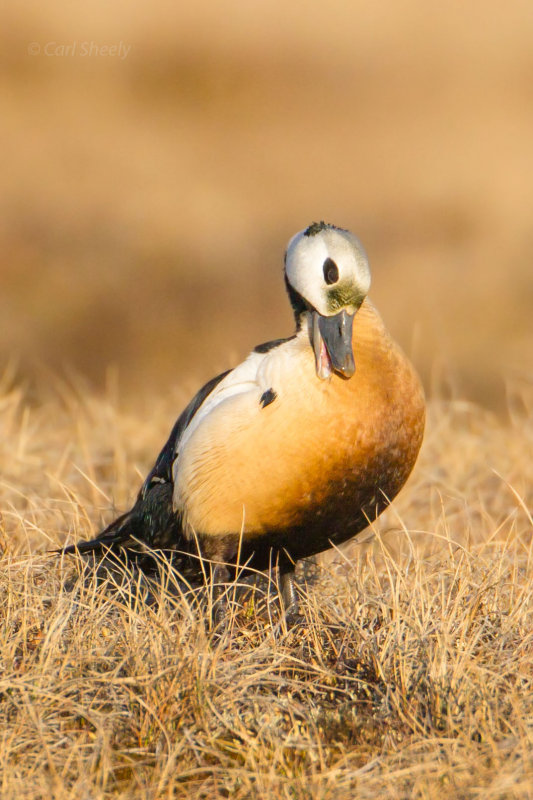 Stellars-Eider-7-10-w.jpg