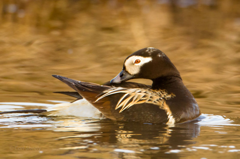 Long-tailed-Duck-1-7-4-w.jpg