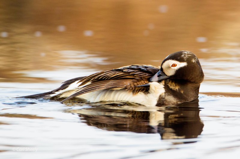 Long-tailed-Duck-2-7-4-w.jpg
