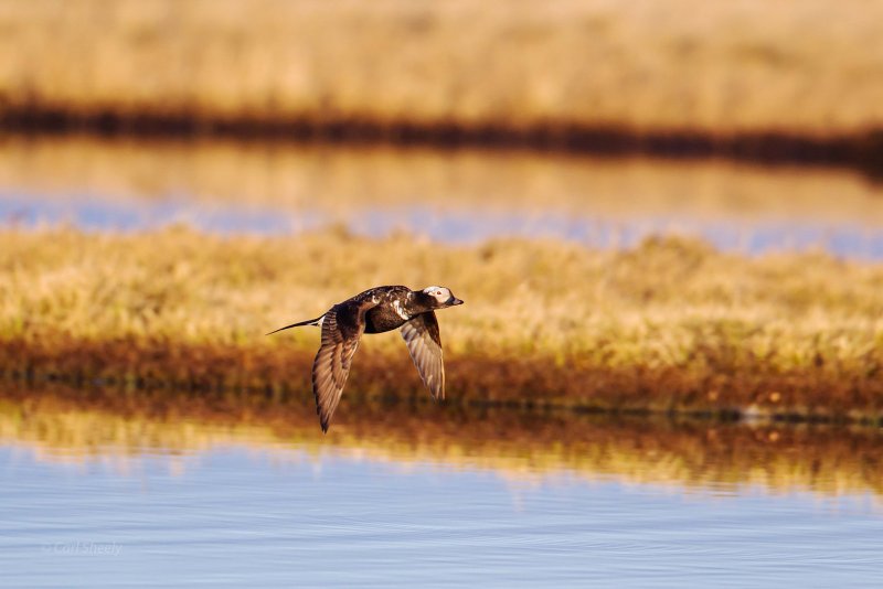 Long-tailed-Duck-3-7-4-w.jpg