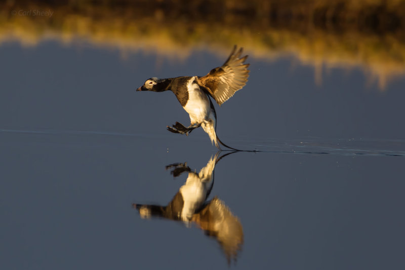 Long-tailed-Duck-6-7-4-w.jpg