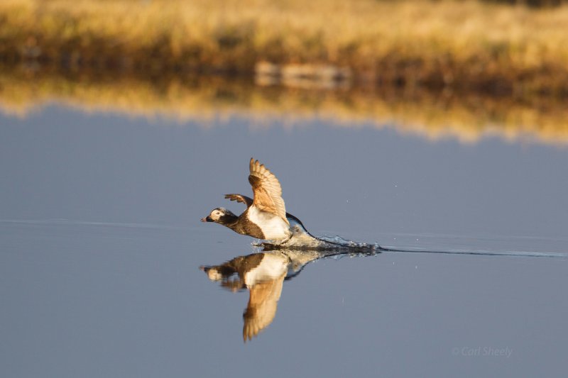 Long-tailed-Duckl-landing-1-7-7-w.jpg
