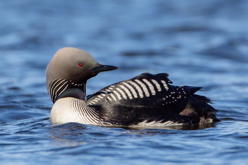 Pacific-Loon-4-7-8-w.jpg