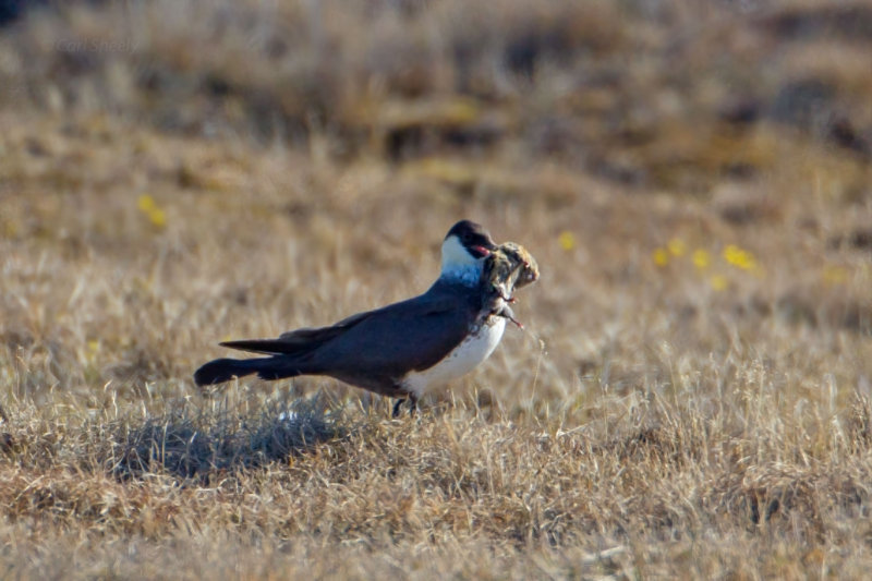 Pomarine Jaeger with Lemming