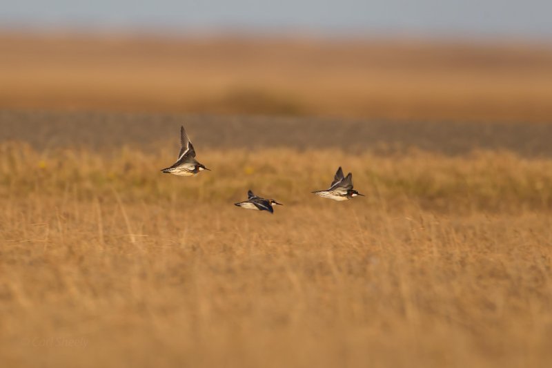 Red-necked-Phalaropes-across-the-tundra-w.jpg