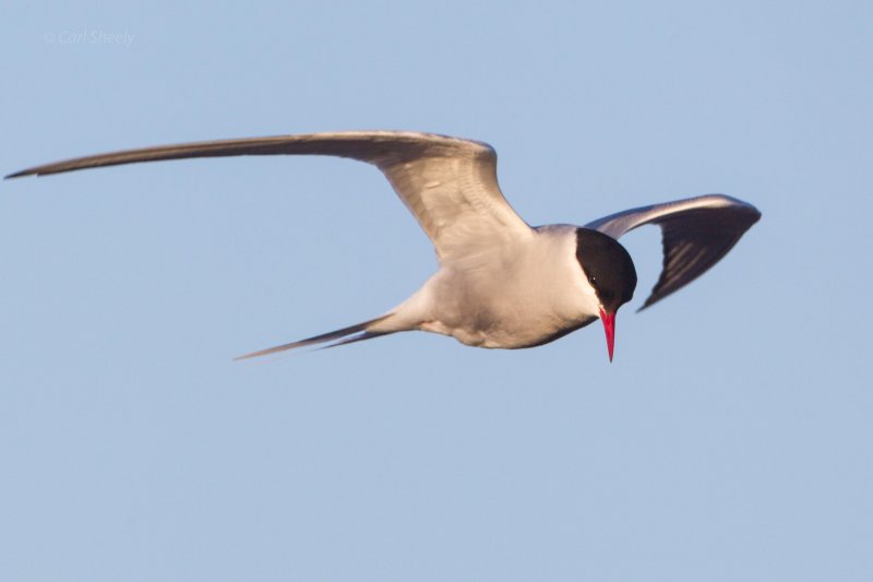 Arctic-Tern-7-11-w.jpg