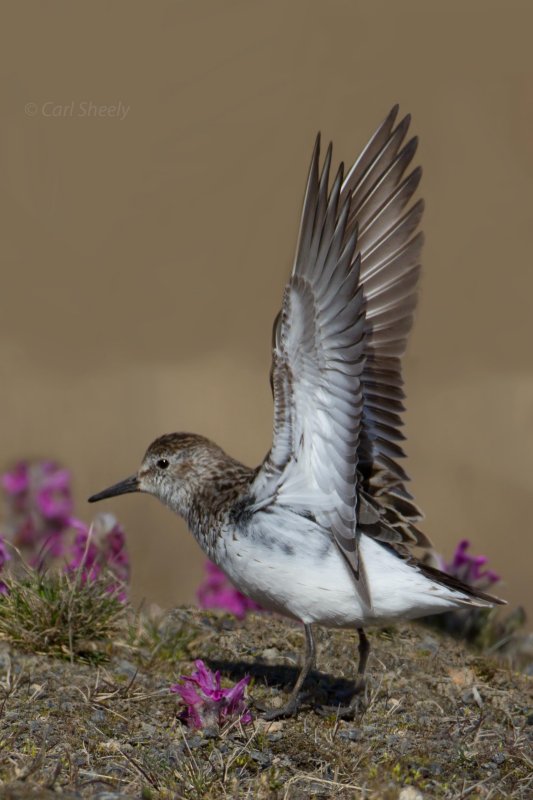 Bairds Sandpiper